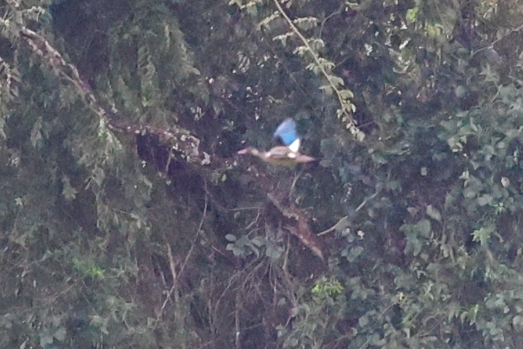 Brazilian Teal - ML645066293