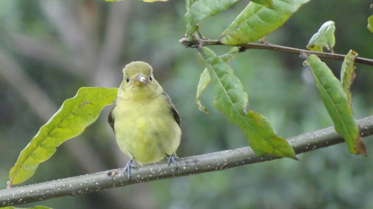 Scarlet Tanager - ML645066296