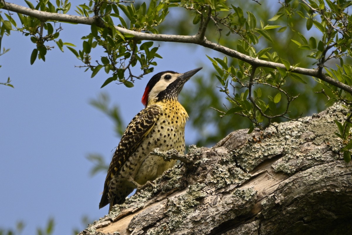 Декол плямистоволий - ML645066306