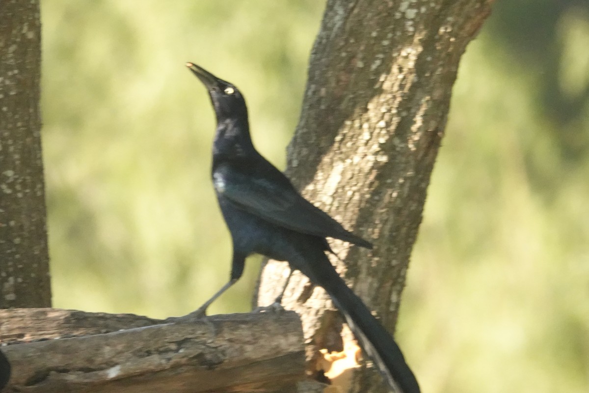 Great-tailed Grackle - ML645066315