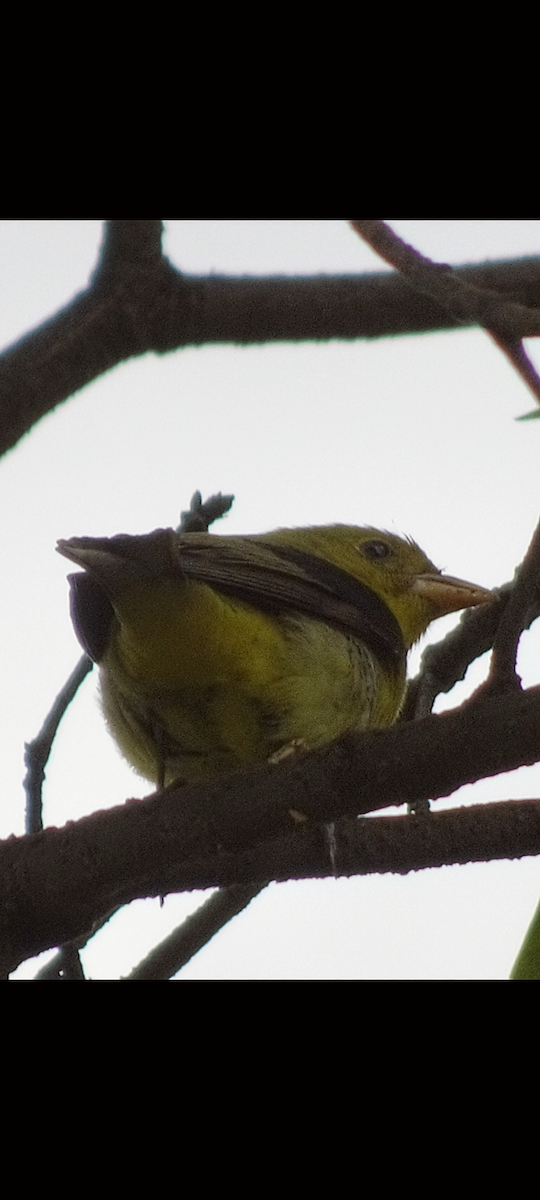 Scarlet Tanager - ML645066320