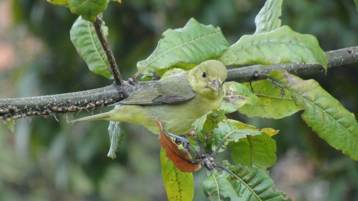 Scarlet Tanager - ML645066321