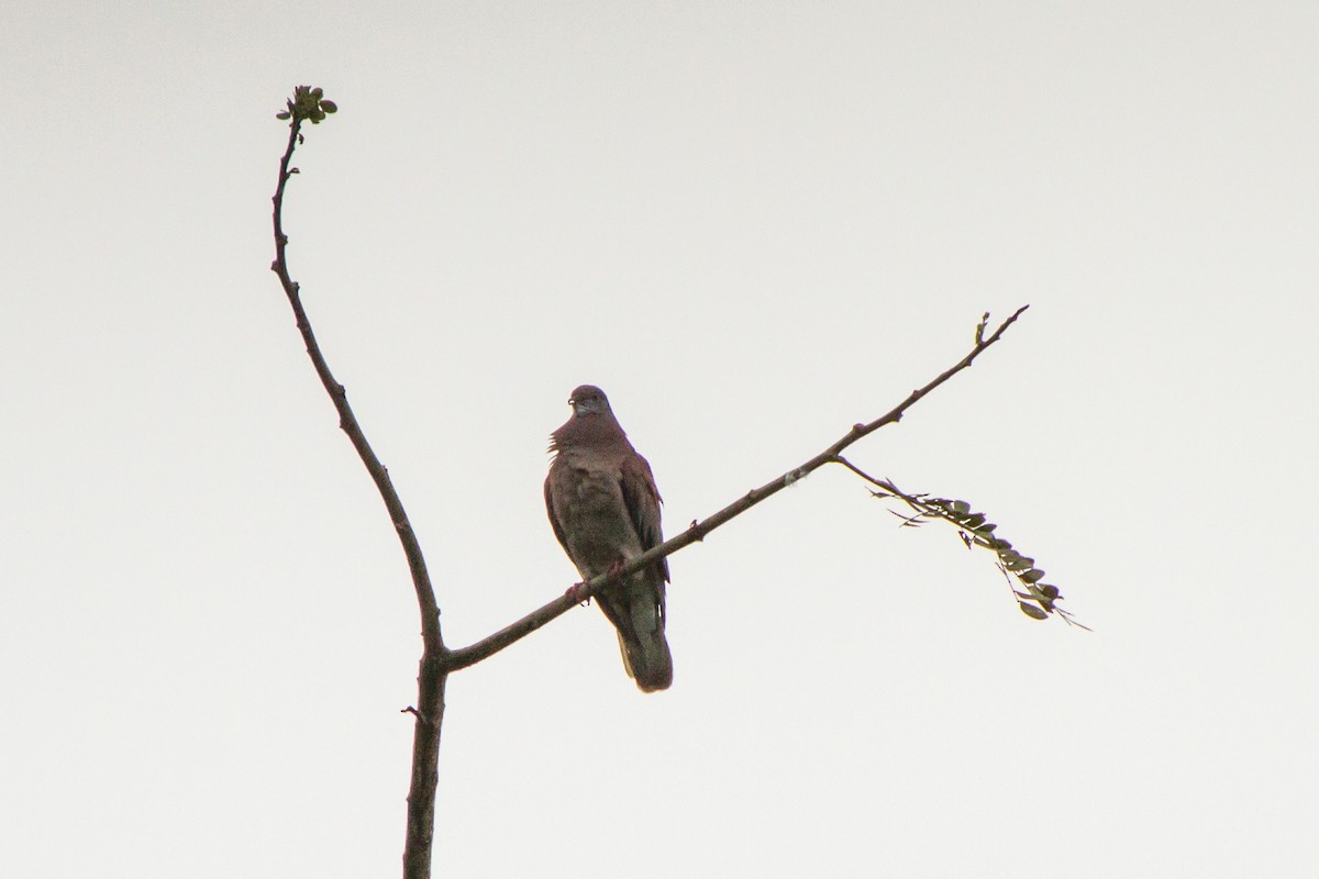 Pale-vented Pigeon - ML645066330
