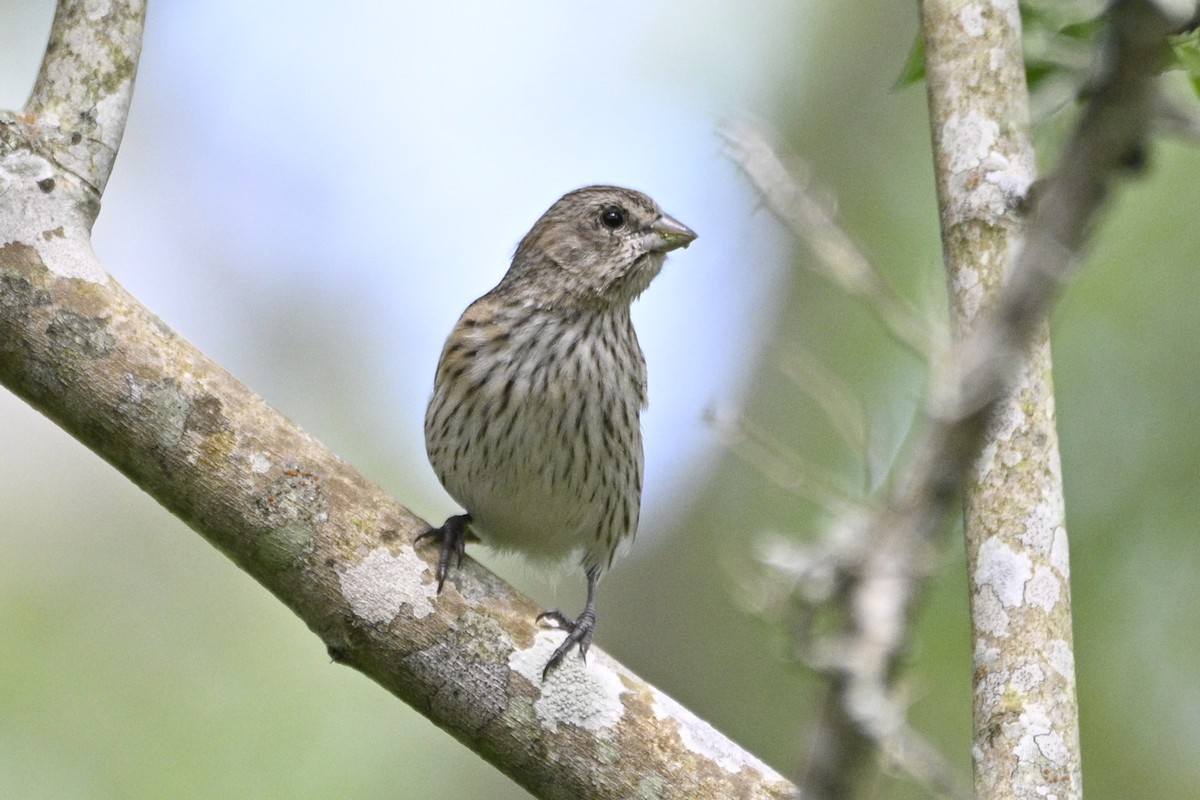Saffron Finch - ML645066331