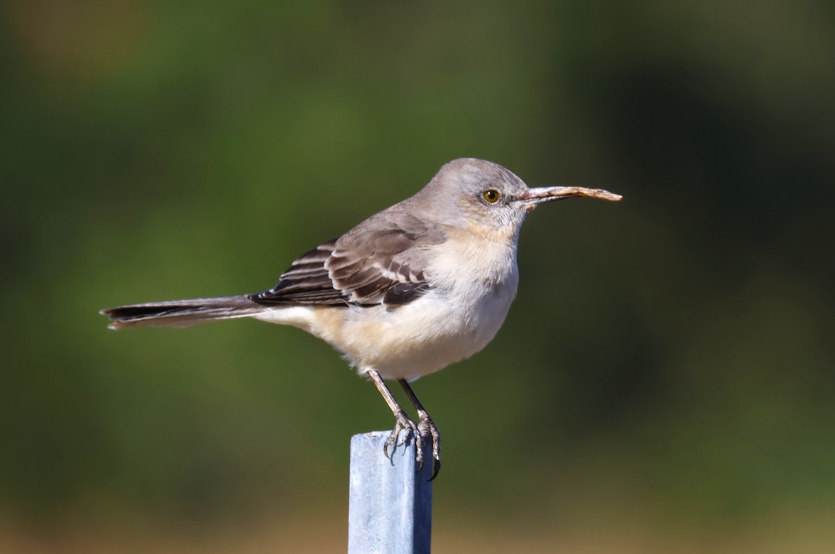 Northern Mockingbird - ML645066332