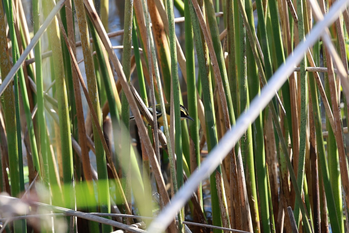 Many-colored Rush Tyrant - ML645066333