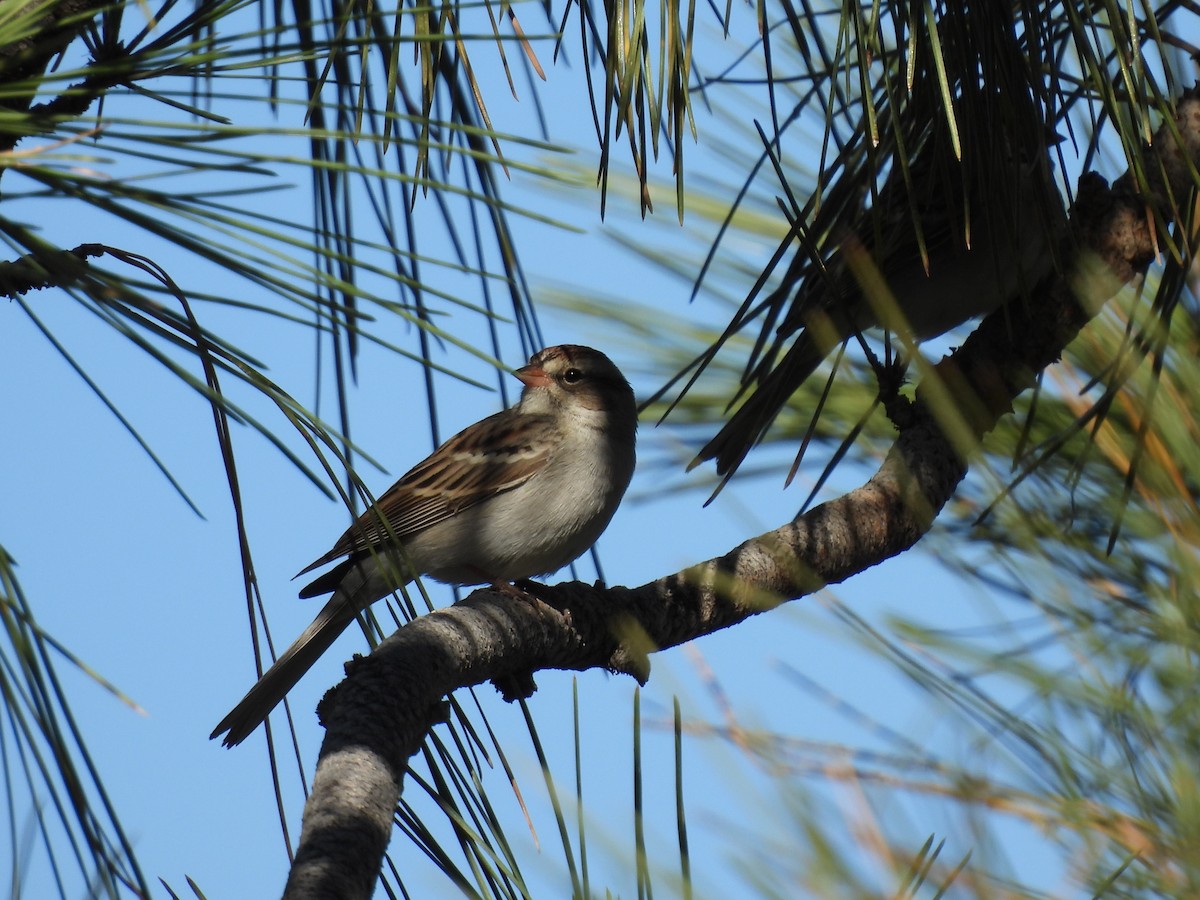 Chipping Sparrow - ML645066343