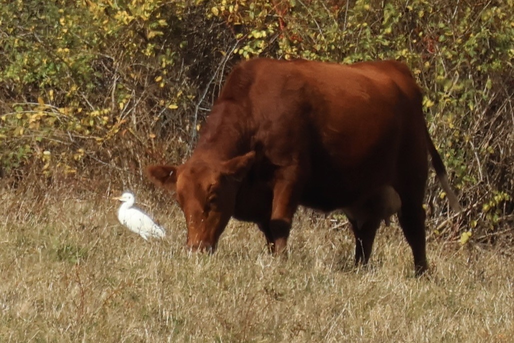 Western Cattle-Egret - ML645066351