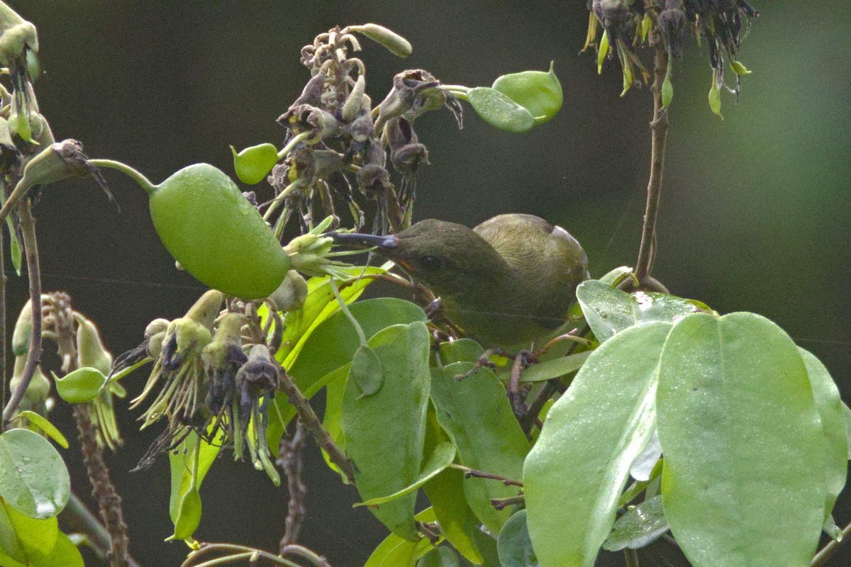 Suimanga Enano - ML645066354