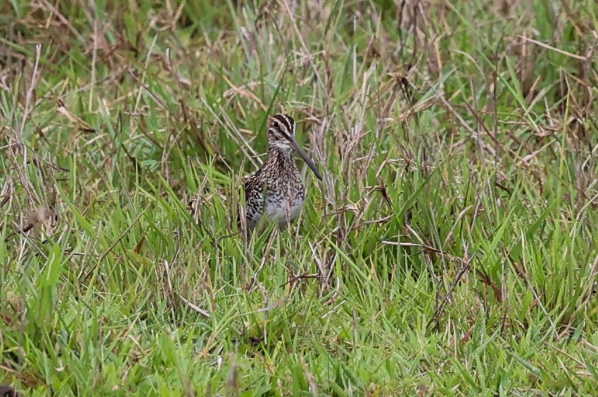 Pantanal Snipe - ML645066361