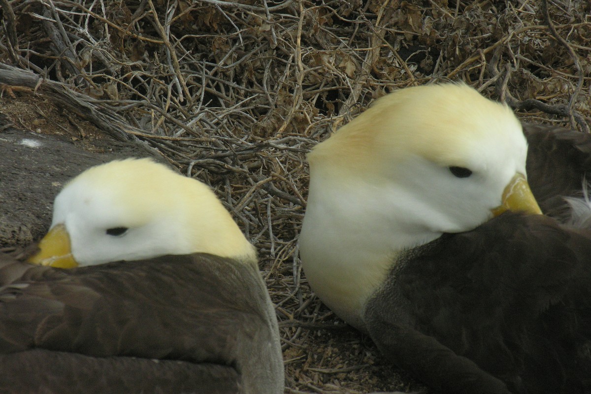 albatros galapážský - ML645066406