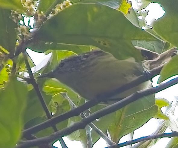 Streak-capped Antwren - ML645066411