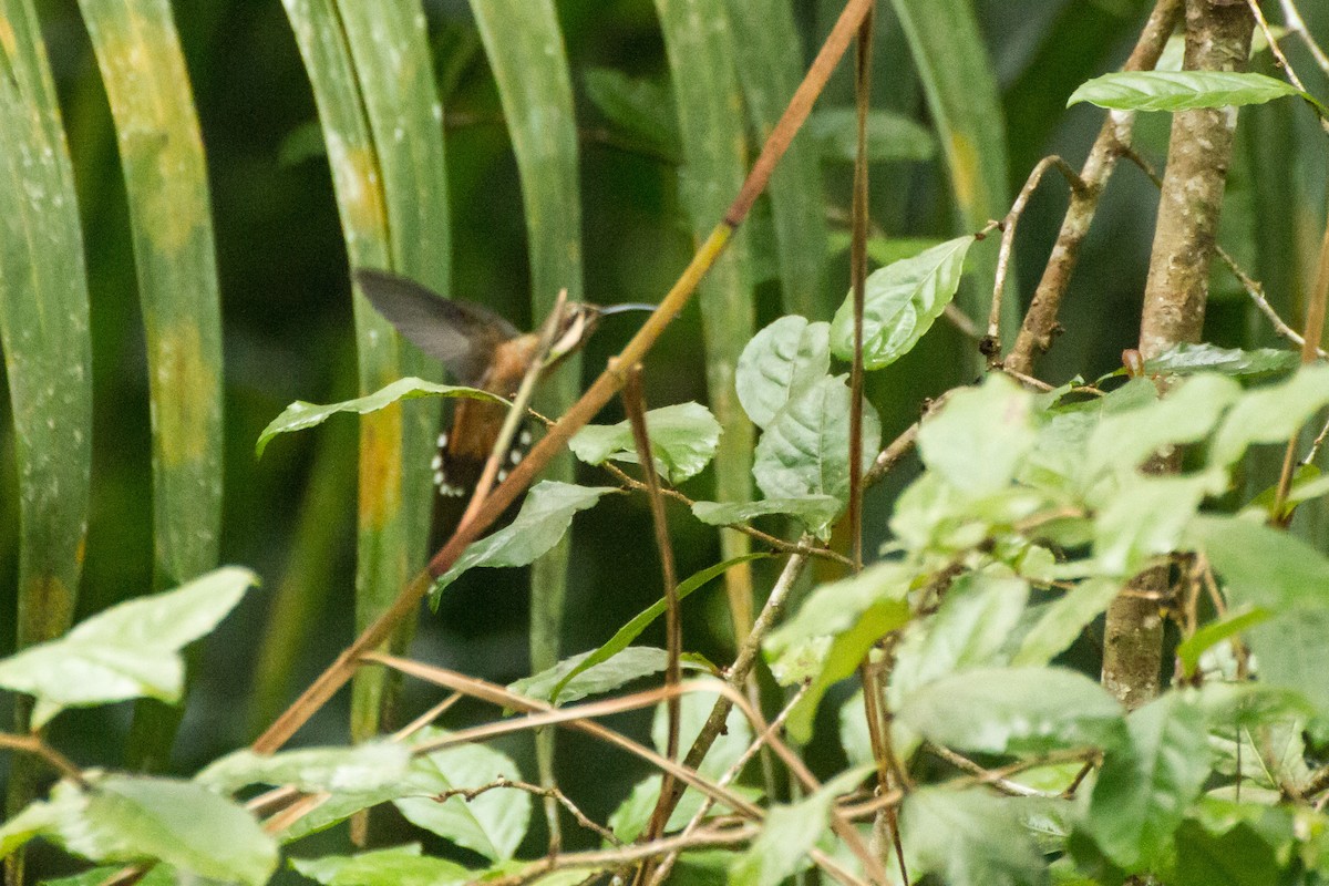 Bronzy Hermit - ML645066415