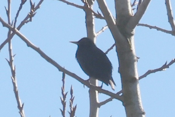 Arabazozo beltza - ML645066417