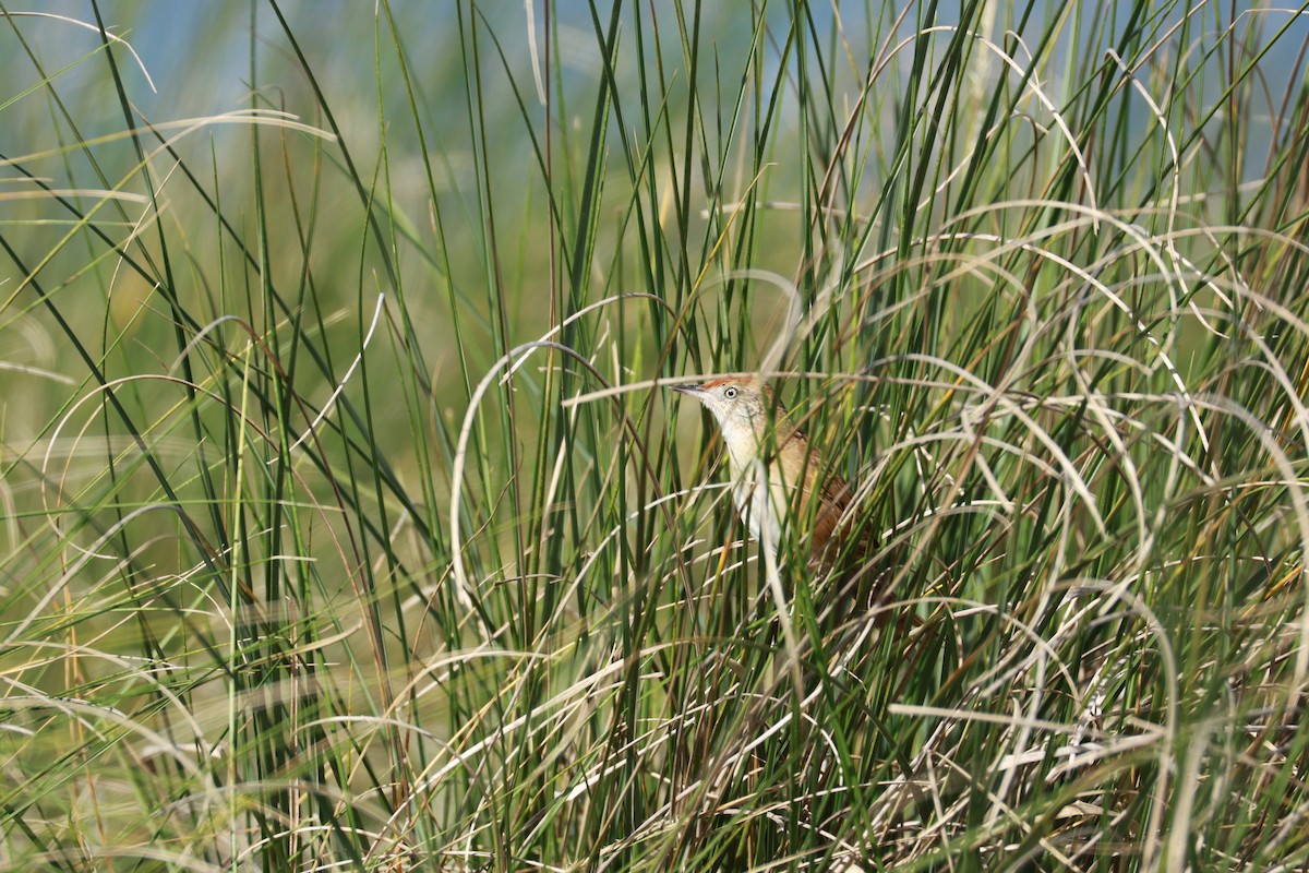 Bay-capped Wren-Spinetail - ML645066421
