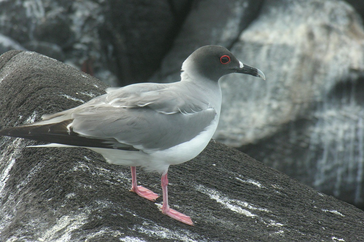 Swallow-tailed Gull - ML645066426
