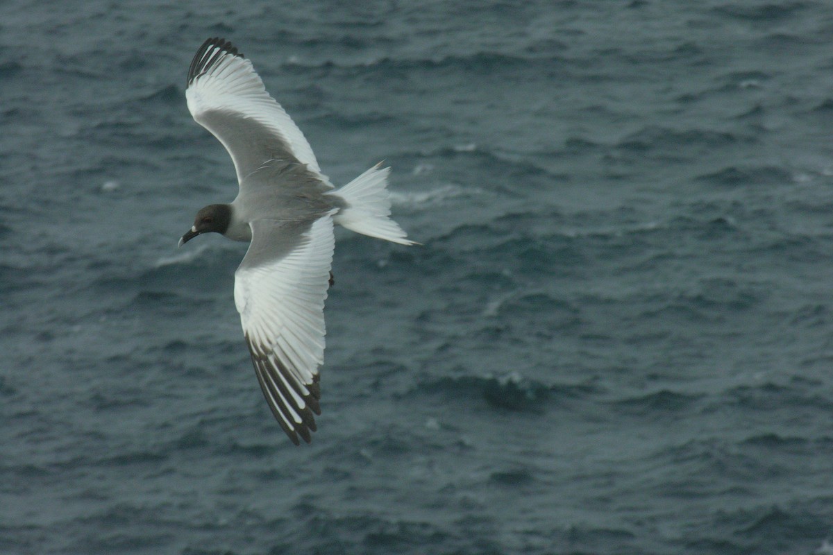 Swallow-tailed Gull - ML645066427