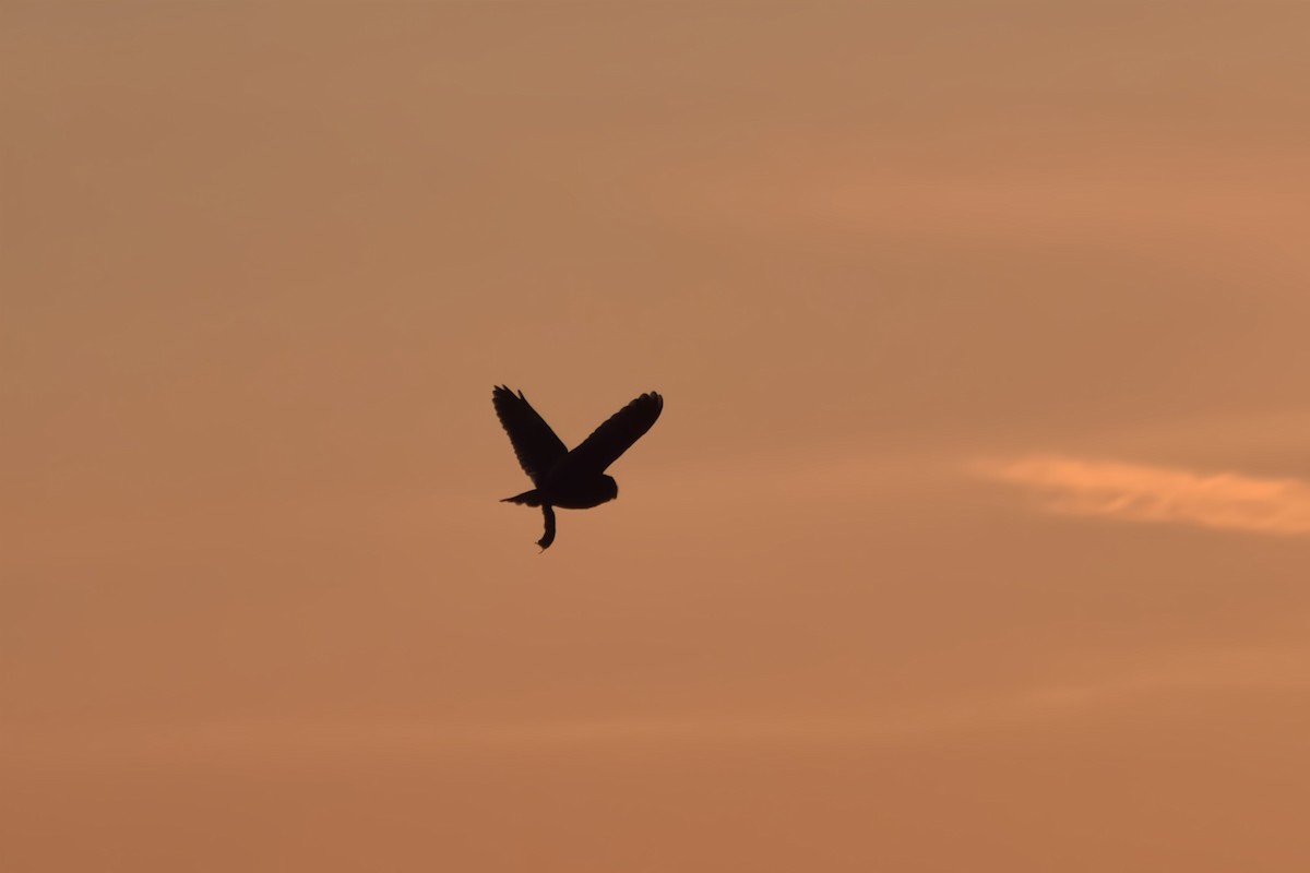 長耳鴞 - ML645066439