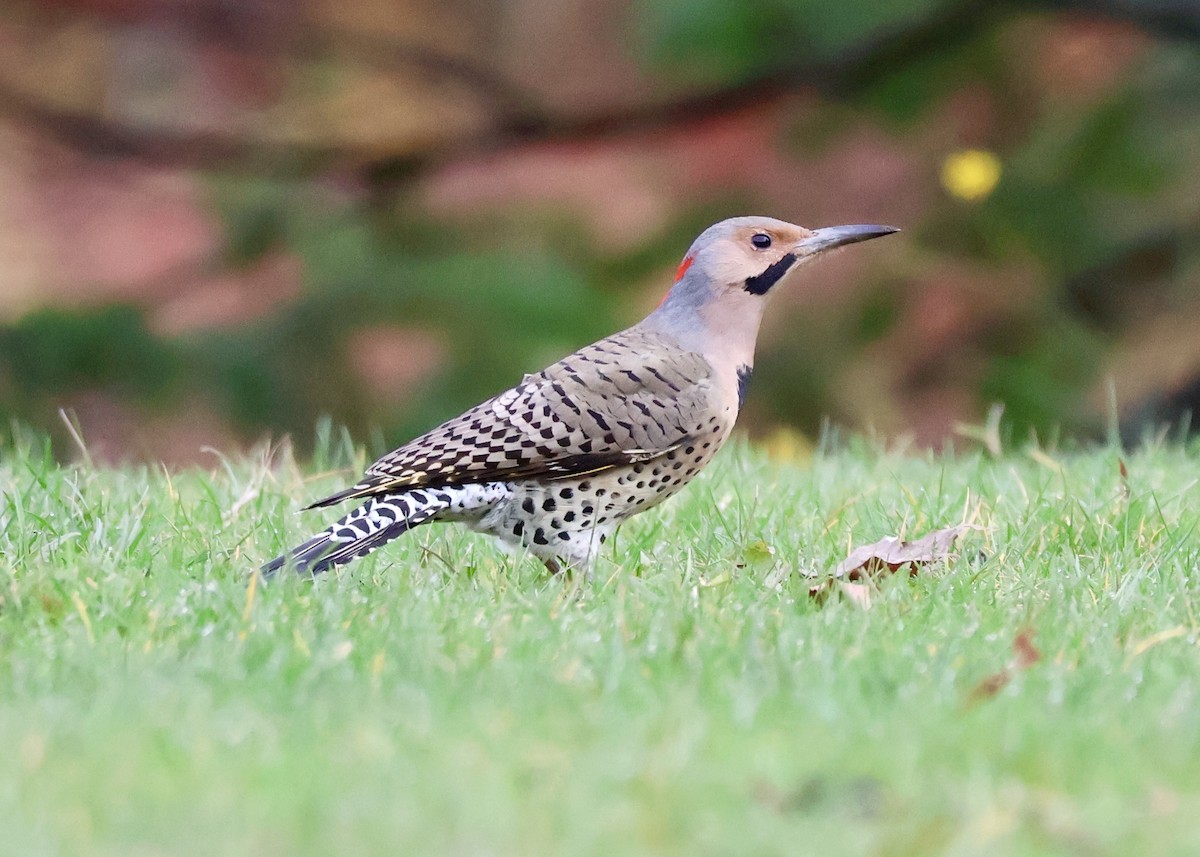Northern Flicker (Yellow-shafted) - ML645066441