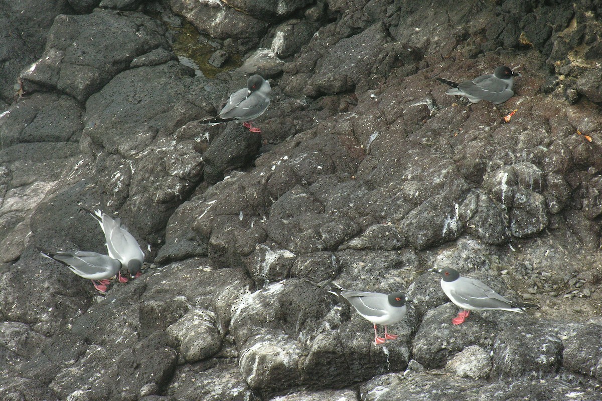 Swallow-tailed Gull - ML645066442