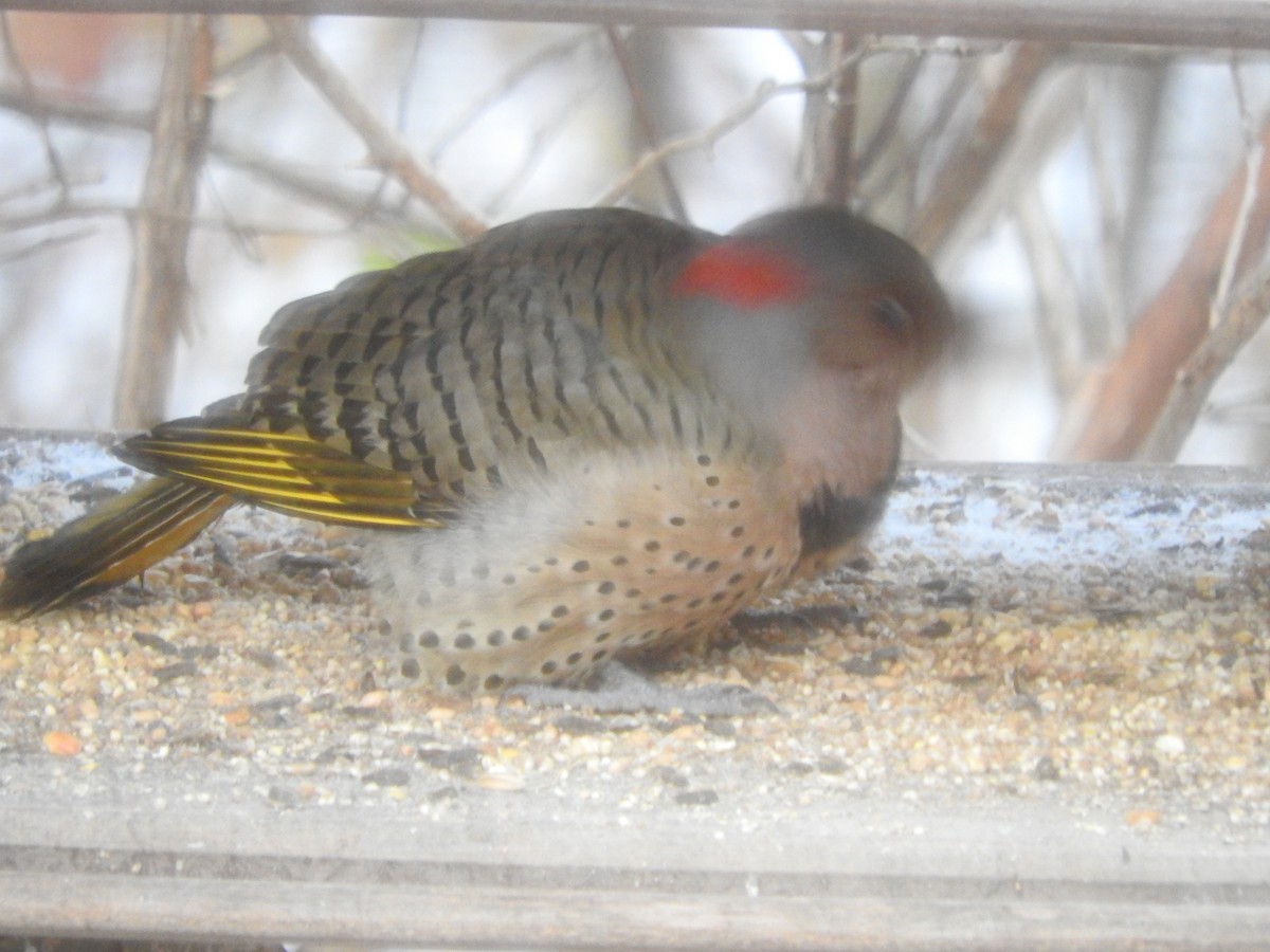 Northern Flicker - ML645066447