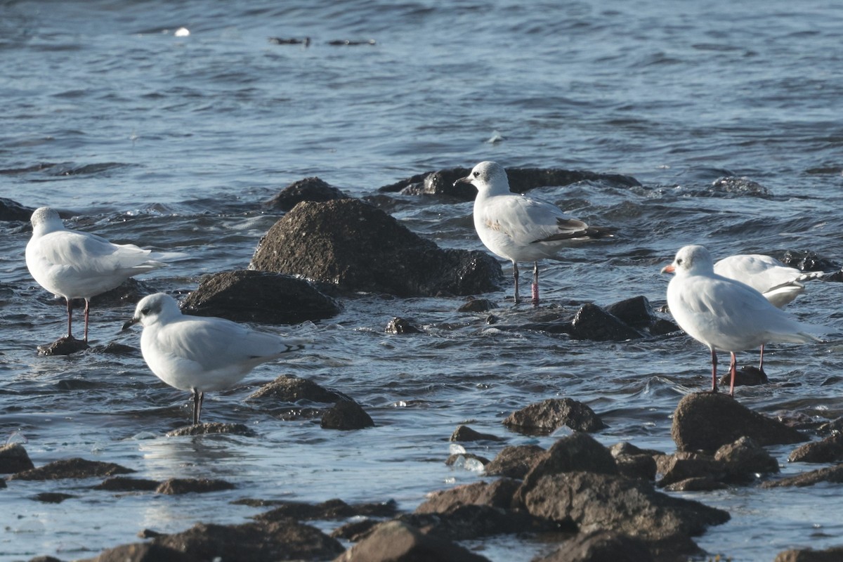 Mediterranean Gull - ML645066455
