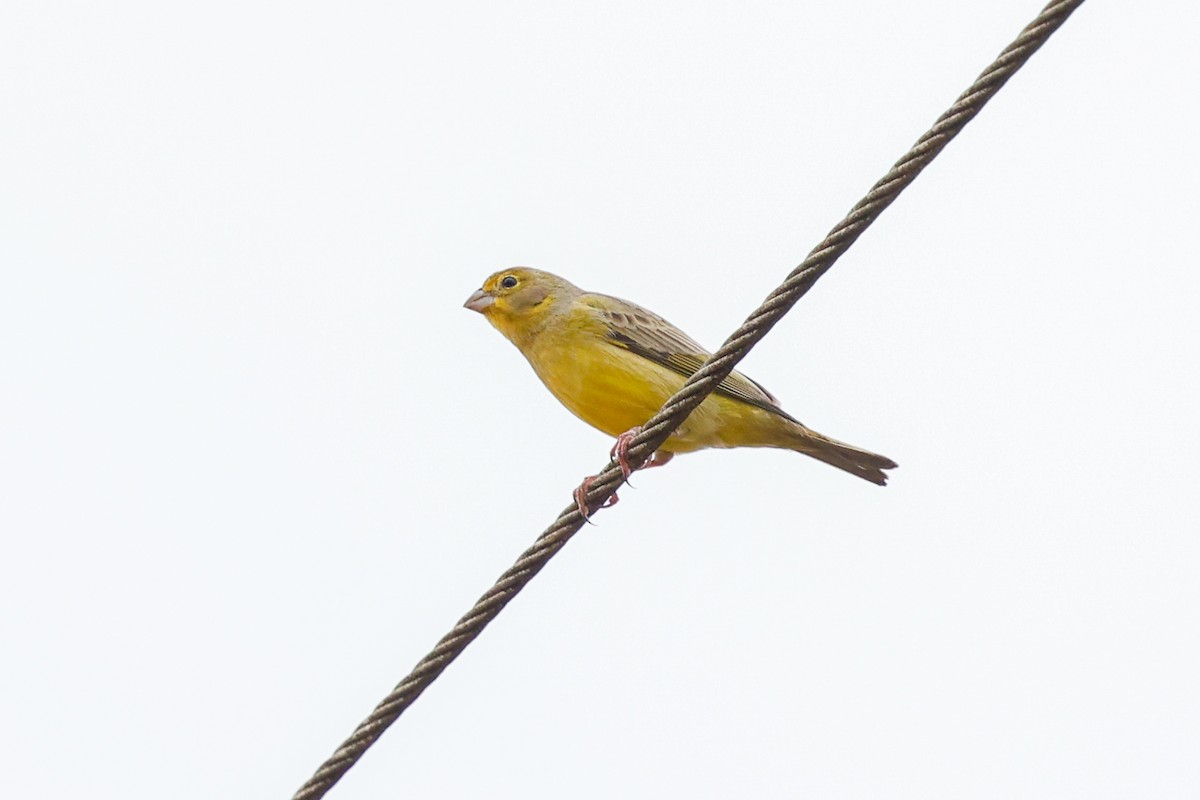 Kurzschnabel-Gilbtangare [luteola-Gruppe] - ML645066458