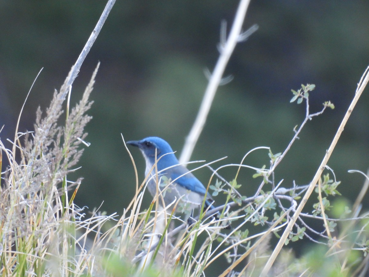 Woodhouse's Scrub-Jay - ML645066460
