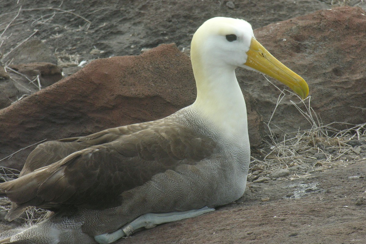 albatros galapážský - ML645066462