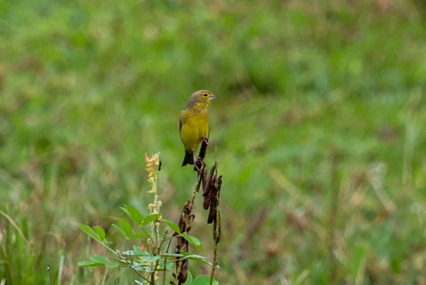 Kurzschnabel-Gilbtangare [luteola-Gruppe] - ML645066463