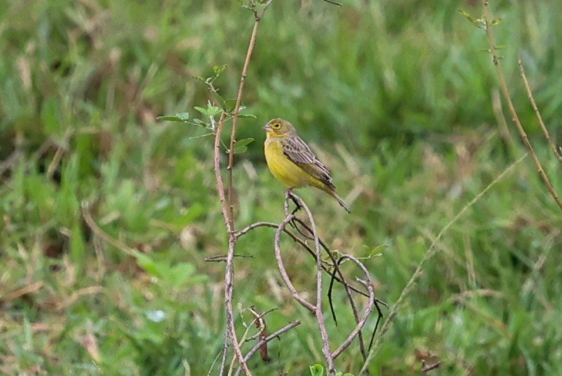 Kurzschnabel-Gilbtangare [luteola-Gruppe] - ML645066464