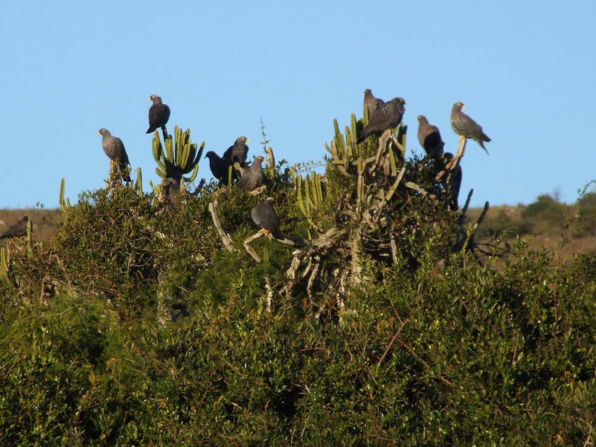 Rameron Pigeon - ML645066469