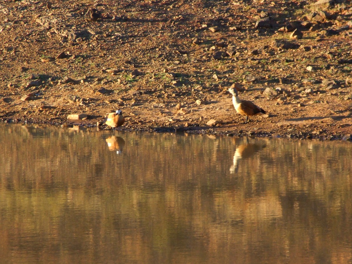 South African Shelduck - ML645066472