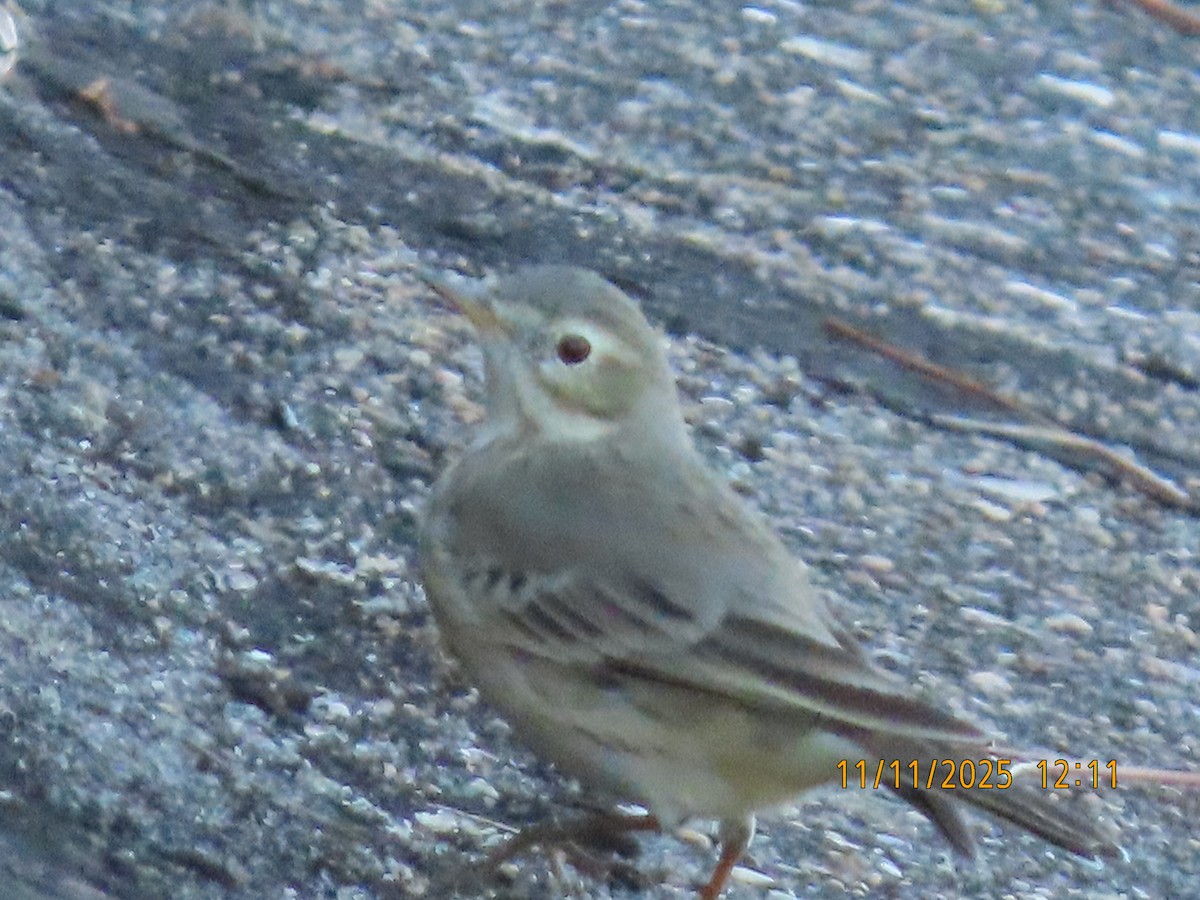 American Pipit - ML645066486