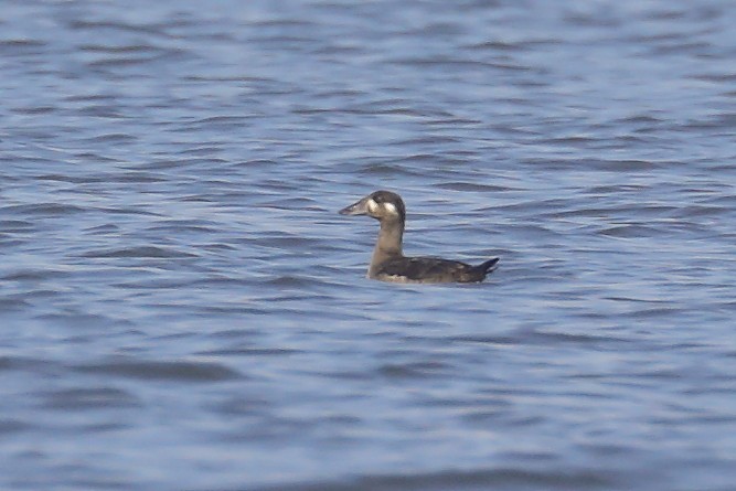 Surf Scoter - ML645066495