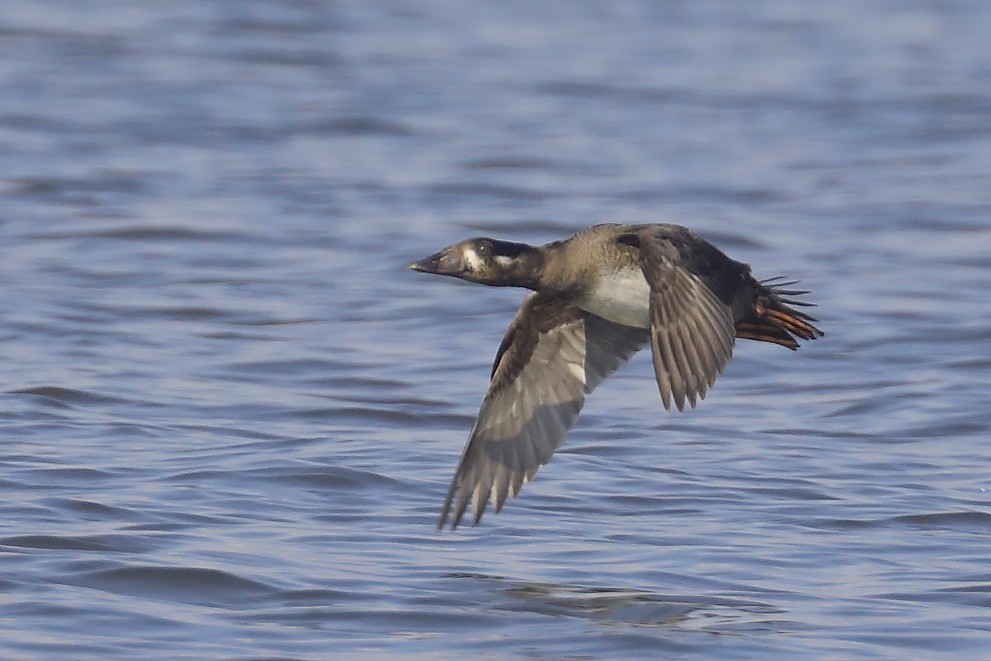 Surf Scoter - ML645066496