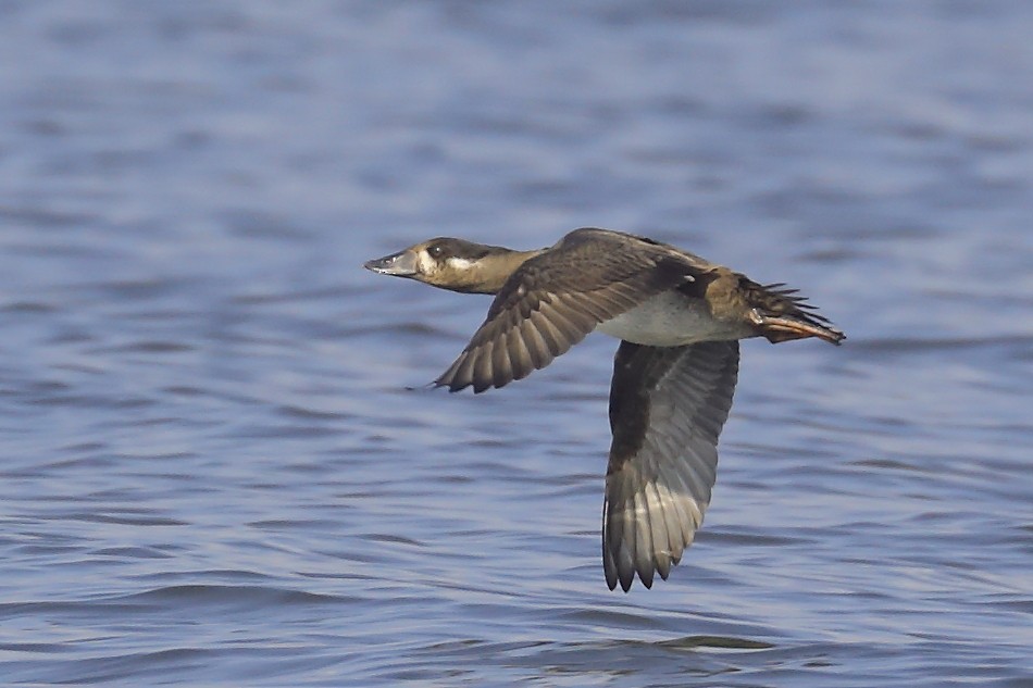 Surf Scoter - ML645066498