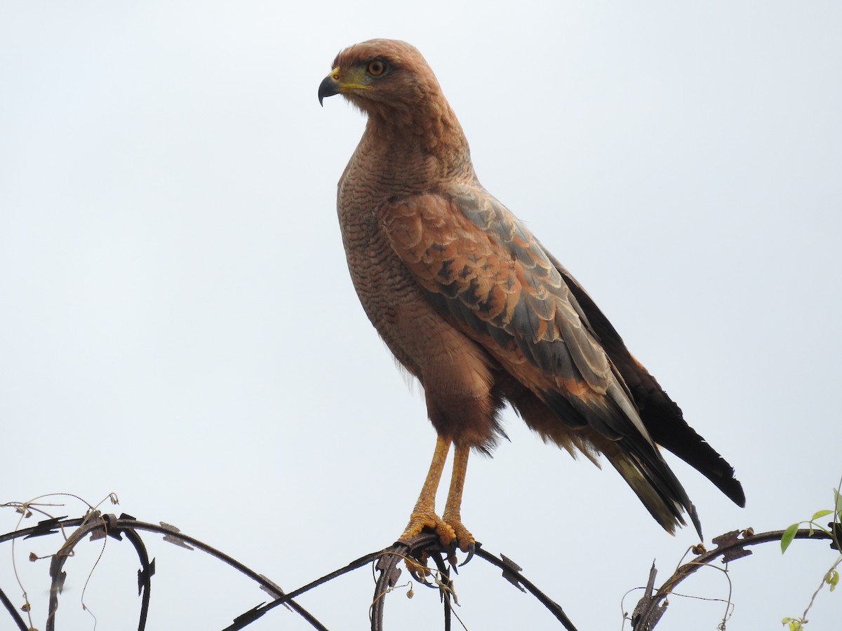 Busardo Sabanero - ML645066499