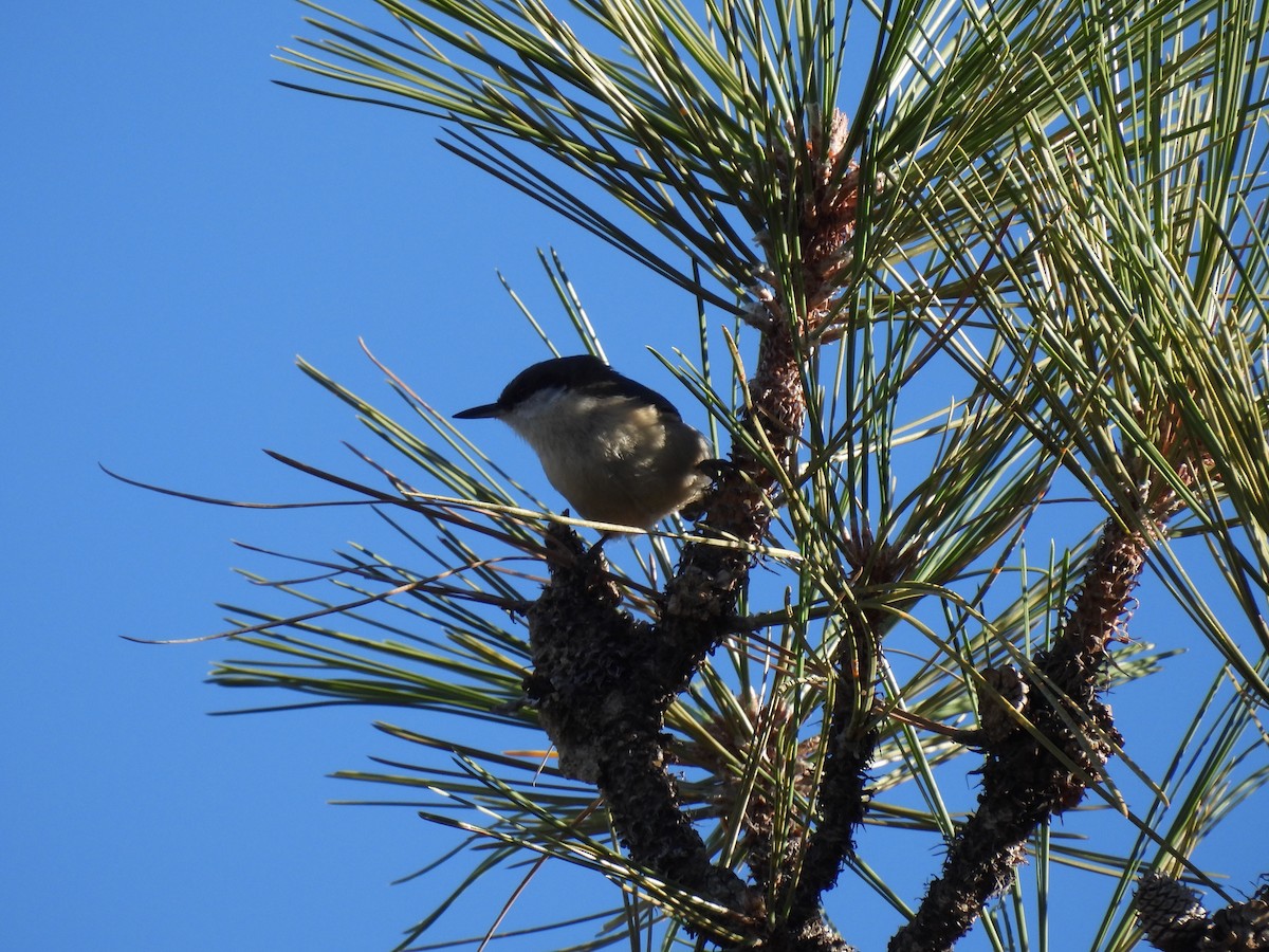 Pygmy Nuthatch - ML645066504