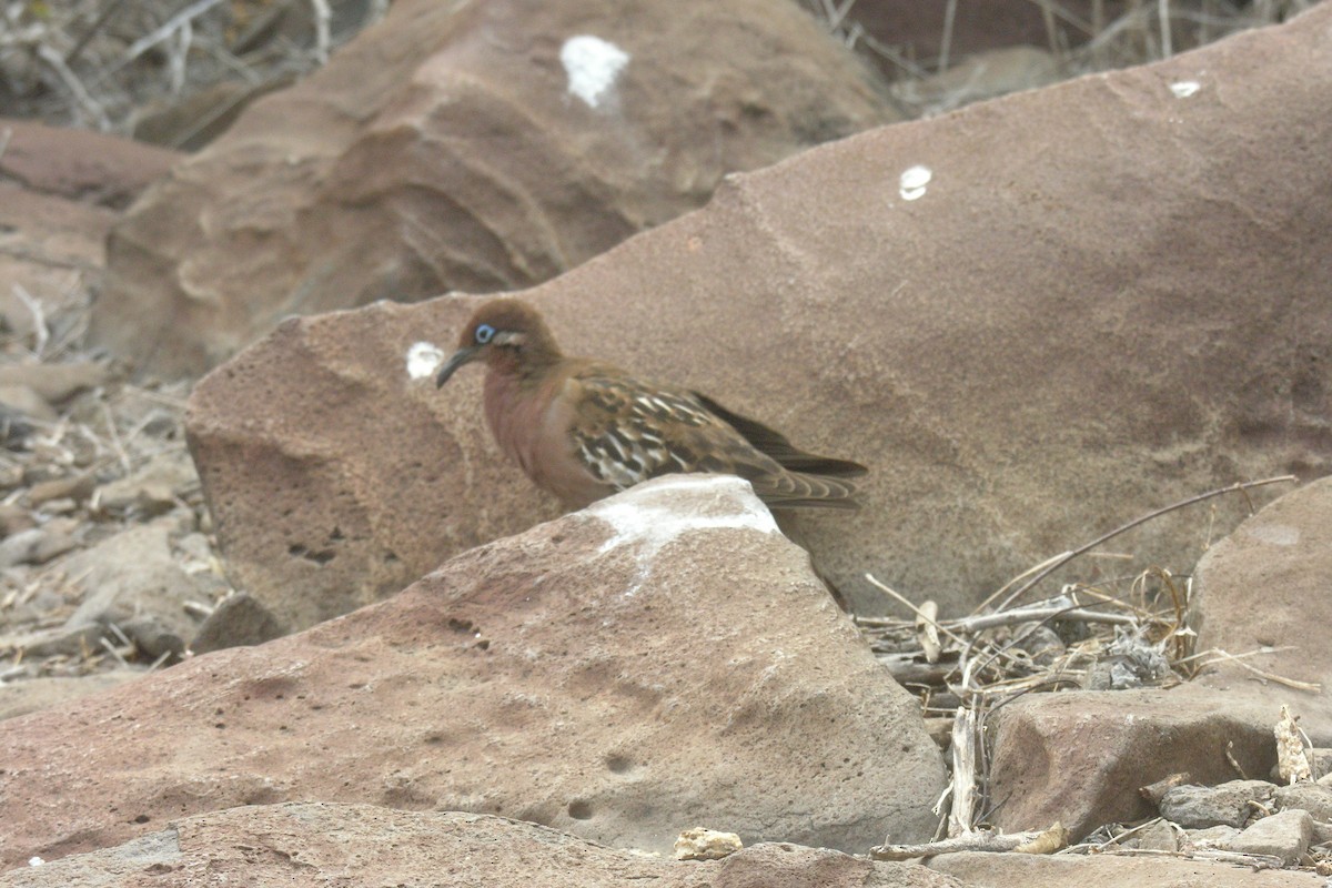 Galapagos Dove - ML645066508