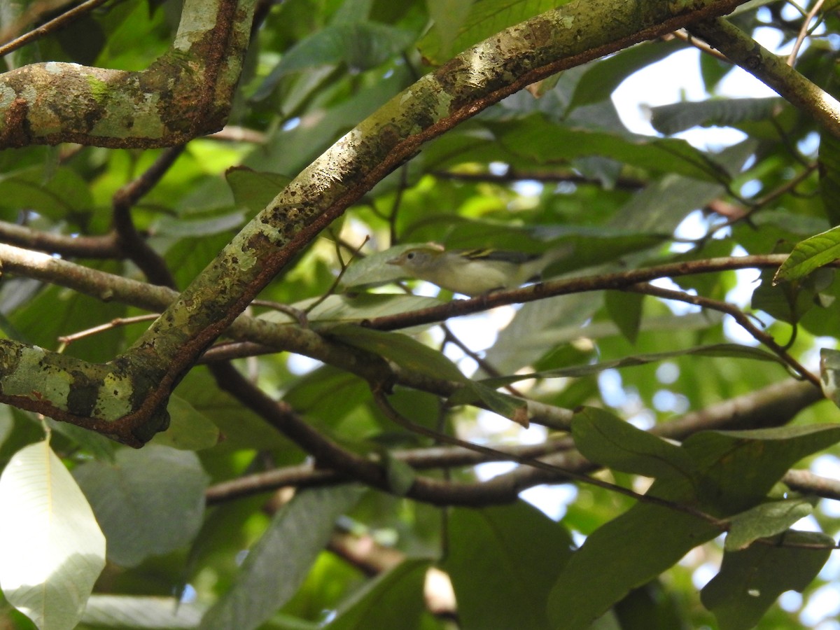 ワキチャアメリカムシクイ - ML645066511