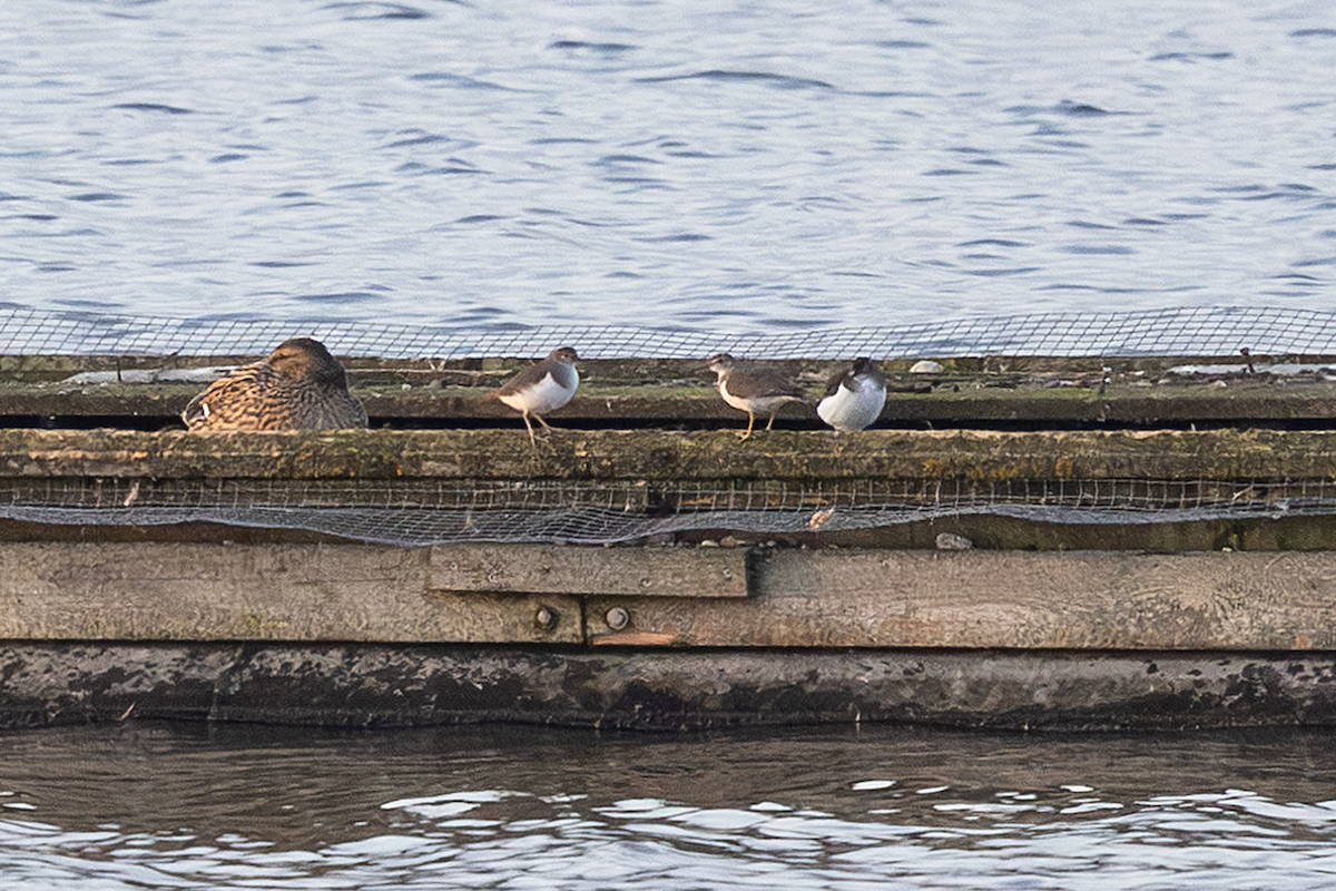 pisík obecný - ML645066521