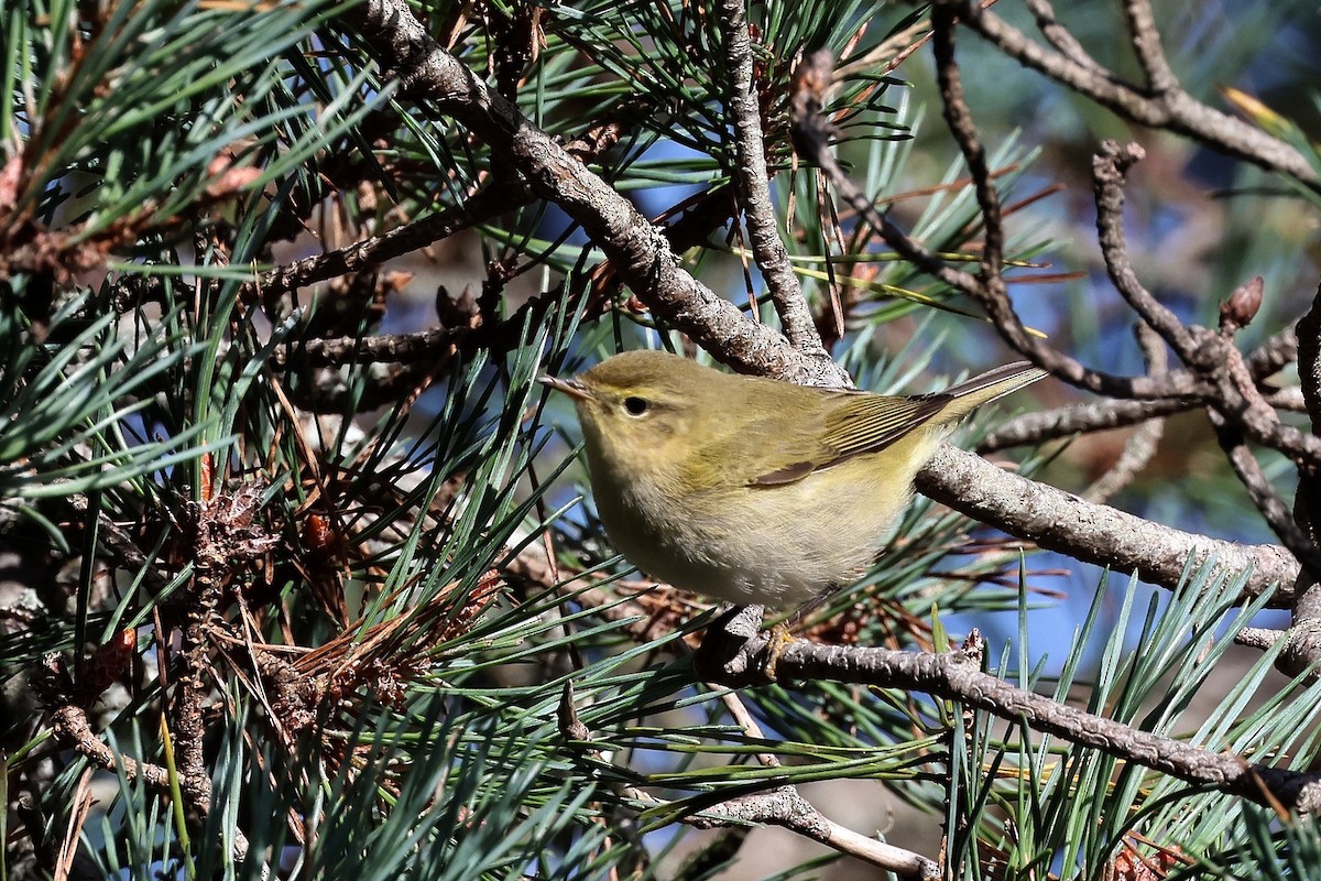 Iberian Chiffchaff - ML645066535