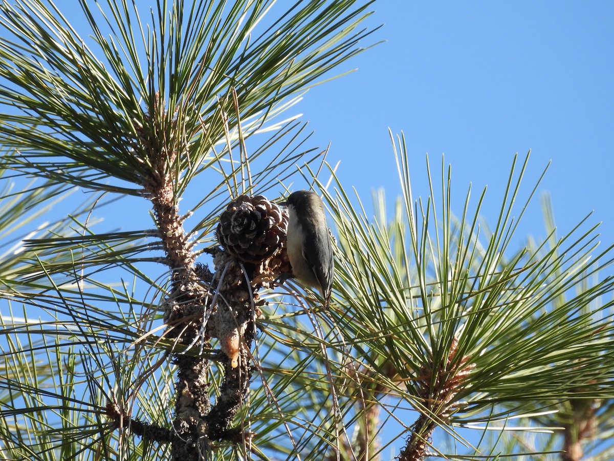 Pygmy Nuthatch - ML645066537
