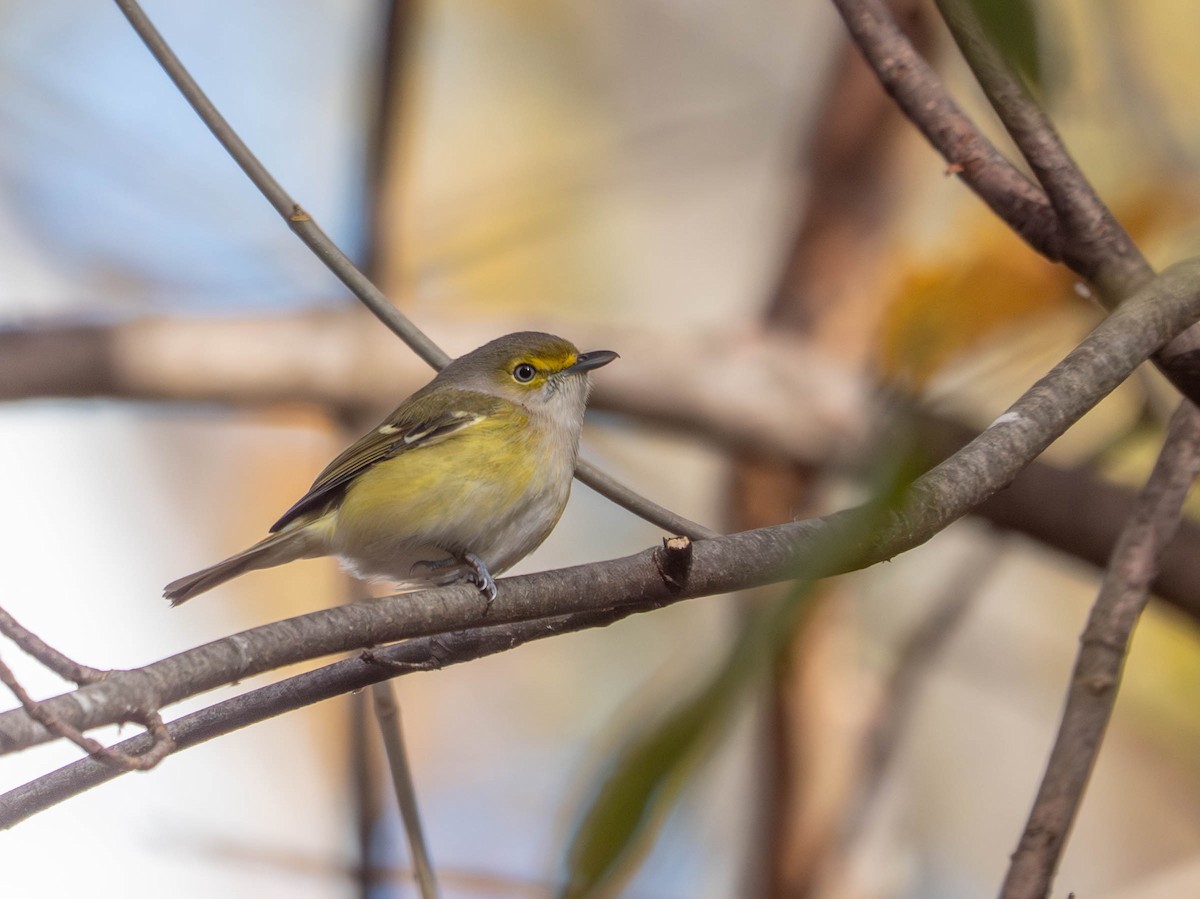 White-eyed Vireo - ML645066566