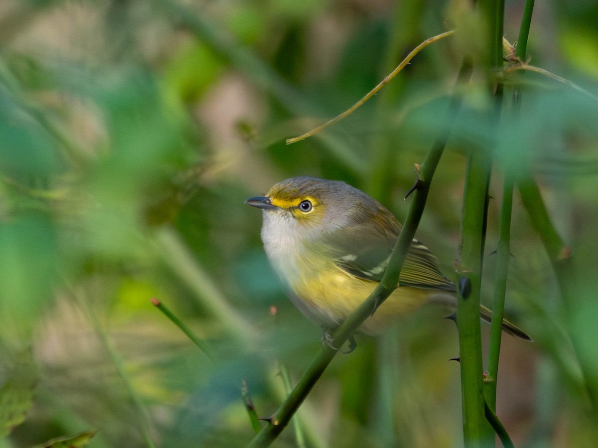White-eyed Vireo - ML645066567