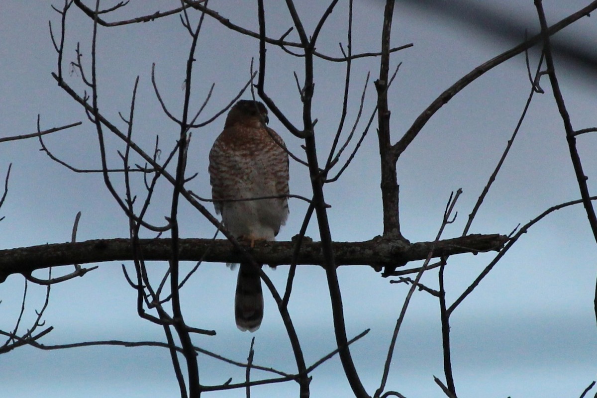 Cooper's Hawk - ML645066569