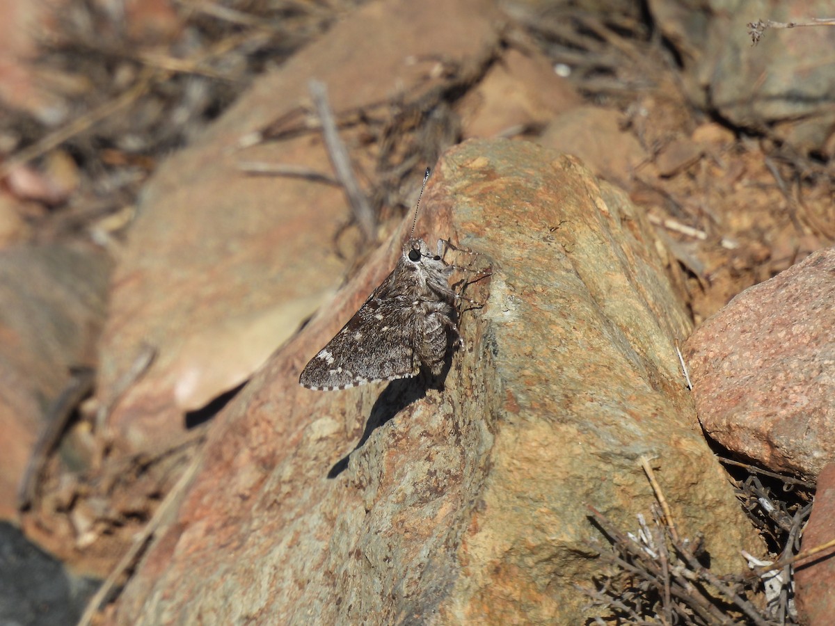 Bauer's Giant-Skipper - ML645066572