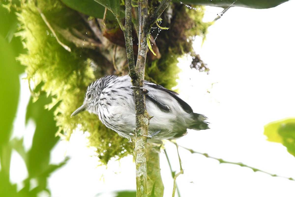 Pacific Antwren - ML645066582