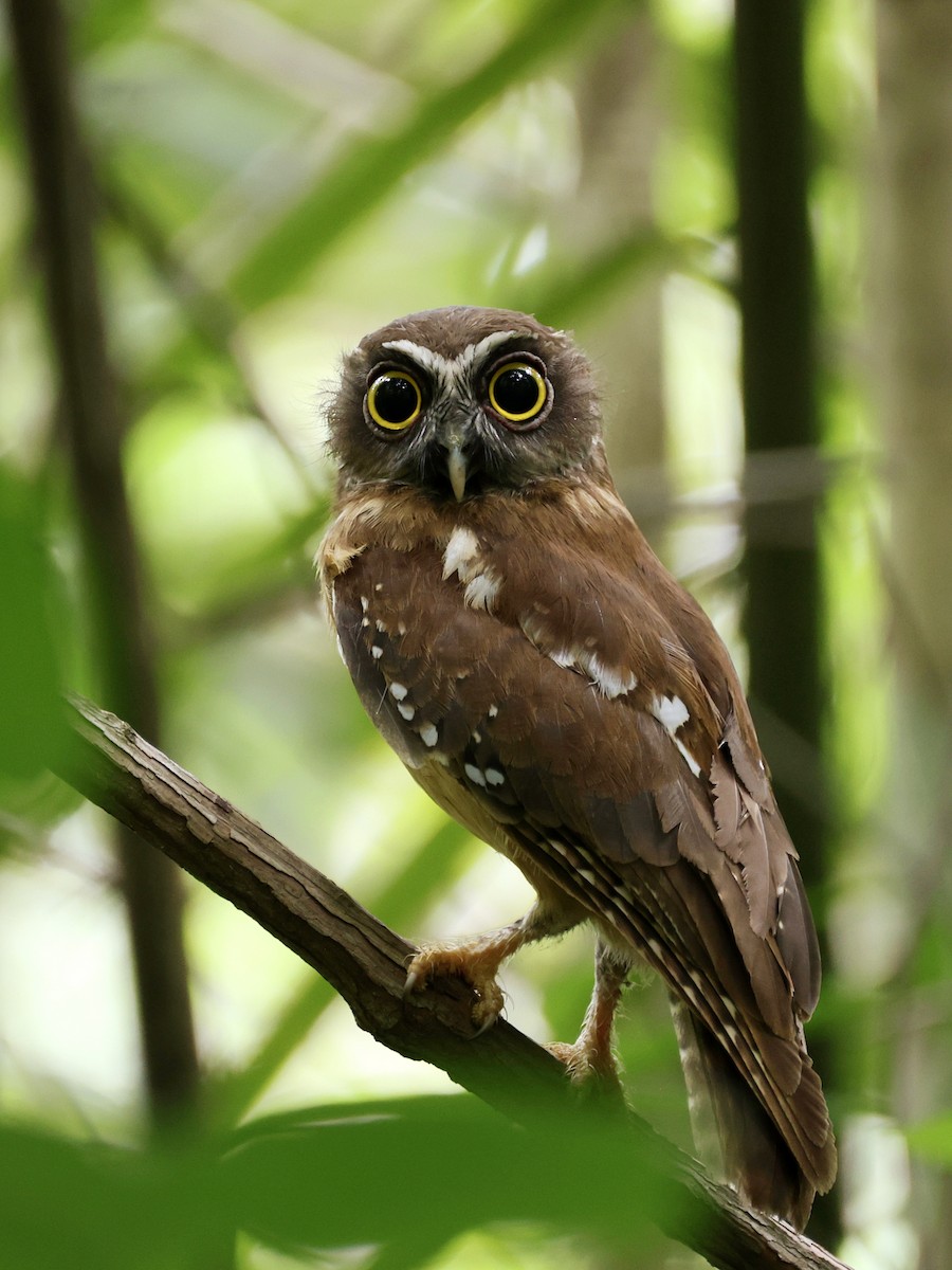 Ninoxe ocrée - ML645066591